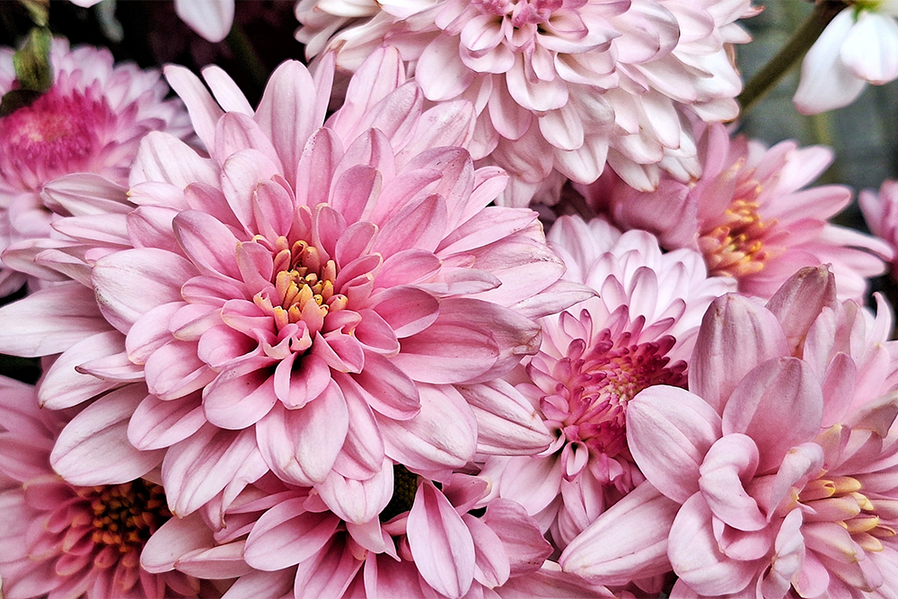 Estratégias eficazes para a cura e tratamento do câncer de mama no Outubro Rosa